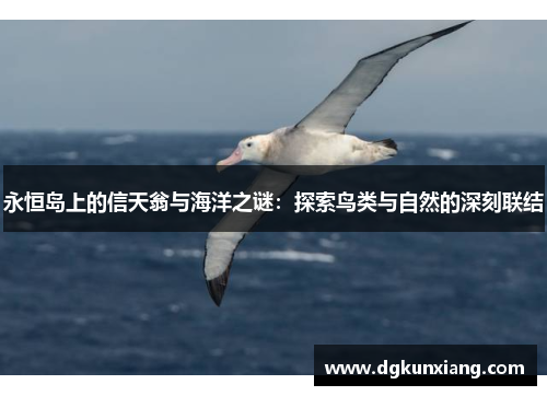 永恒岛上的信天翁与海洋之谜:探索鸟类与自然的深刻联结 永恒岛上的信天翁与海洋之谜:探索鸟类与自然的深刻联结